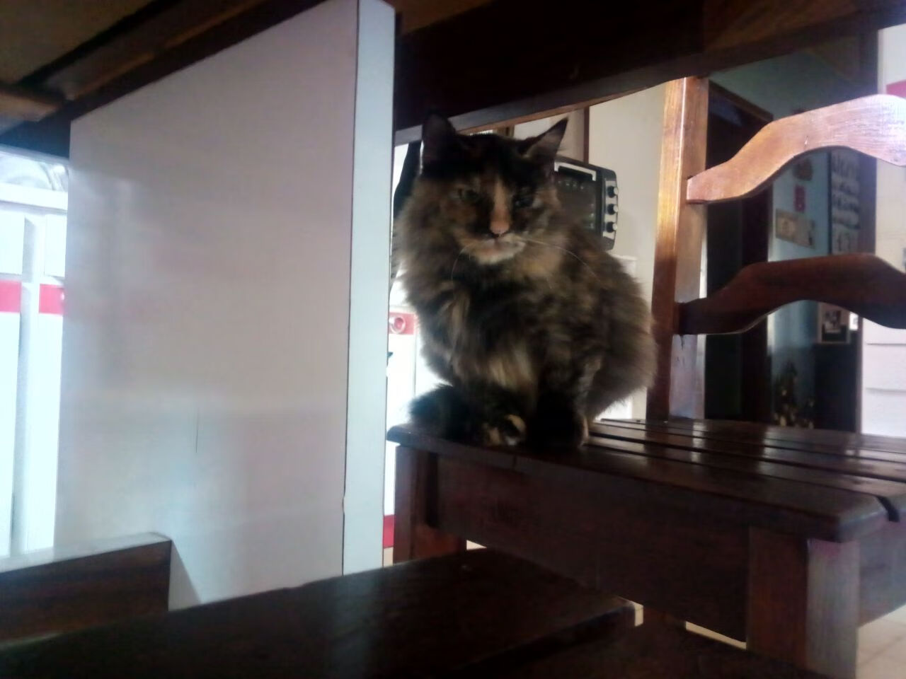 开云官网登录-女子蝶泳新星表现抢眼，女子蝶泳决赛视频