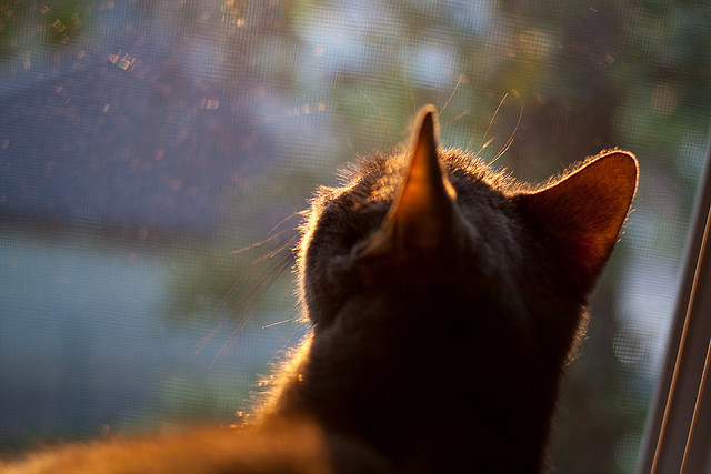 男子仰泳选手出水角度更佳，男子仰泳比赛视频