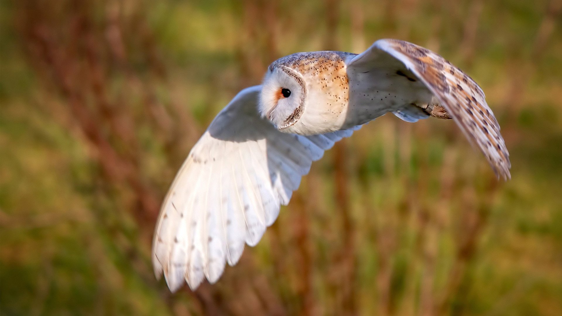 突尼斯希望边锋展现速度优势，3kw电机多少钱