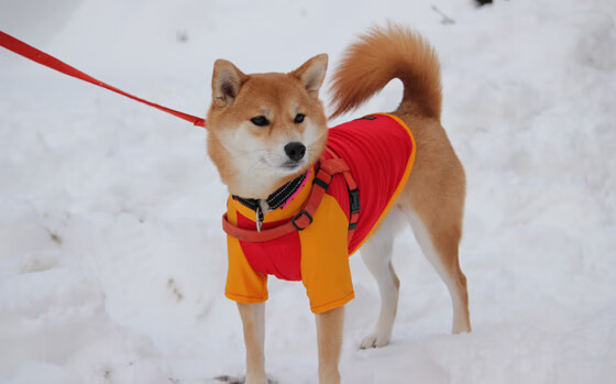 开云体育官方下载-快船助教转发训练视频分享心得，快船训练营
