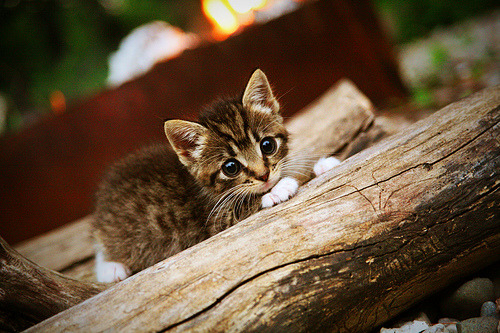 开云中国大陆-水球队展现老牌强队风采，仍具争冠实力，水球队名单